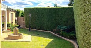 Gardening Pruning