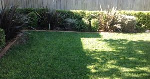 lawn mowing inner west