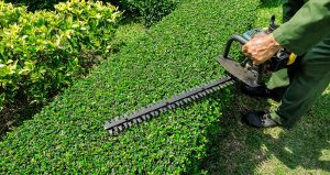 Hedge Pruning