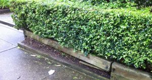 Sydney pruning