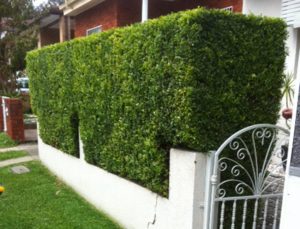 Hedge pruning