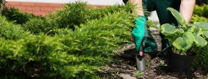 gardening services