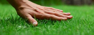 Lawn mowing sydney