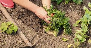 Gardener planting