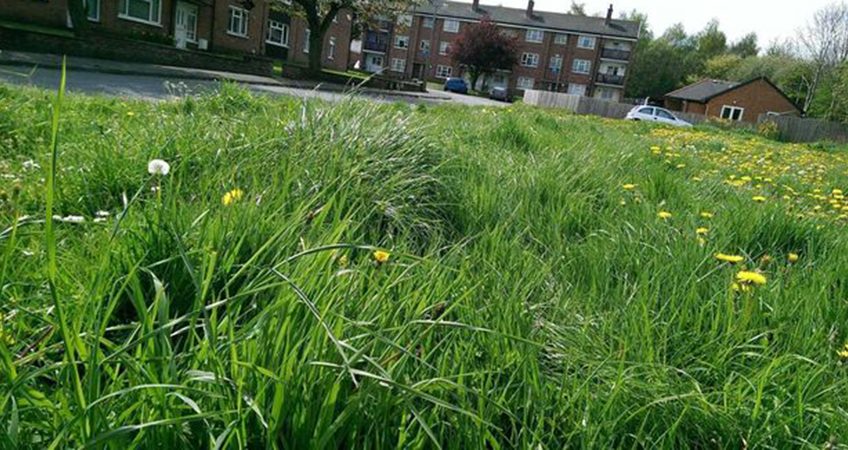 cut long grass